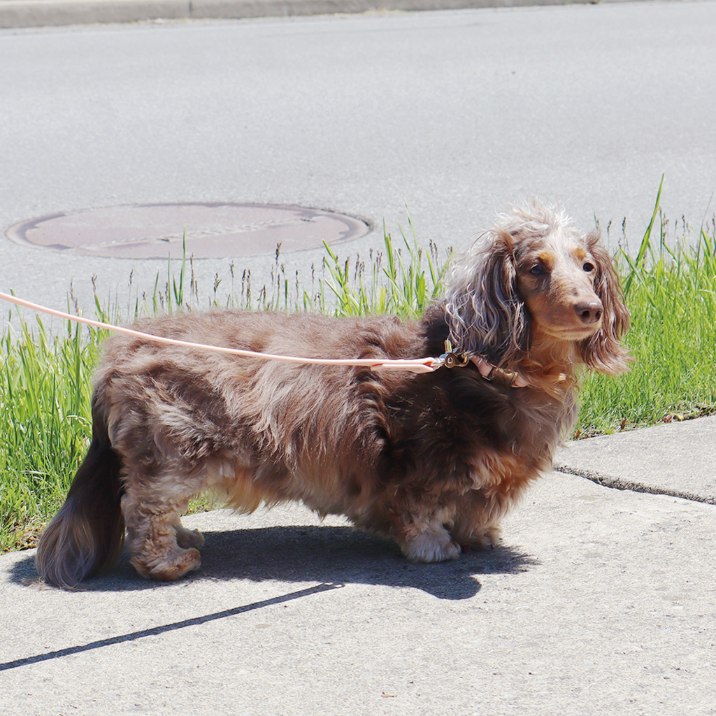 Waterproof Dog Leash | Blue