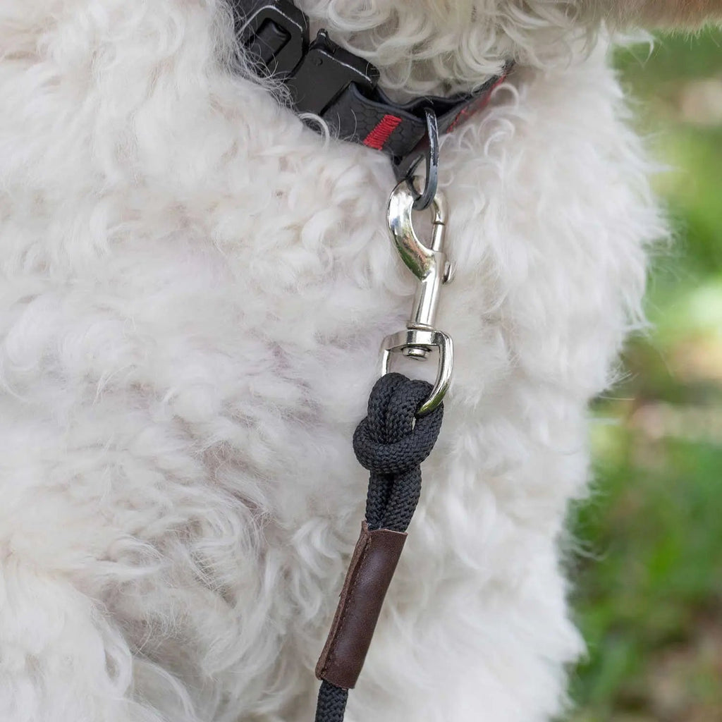 GPCA Dog Leash LITE Bundle