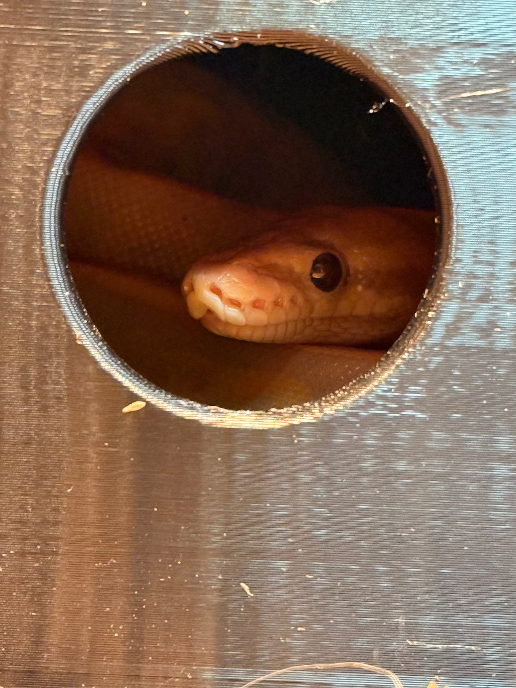 Humidity Hide