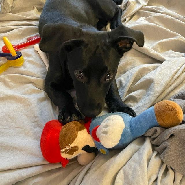 Super Mario Brothers Dog Toys: Squeak & NO Squeak / All Sizes