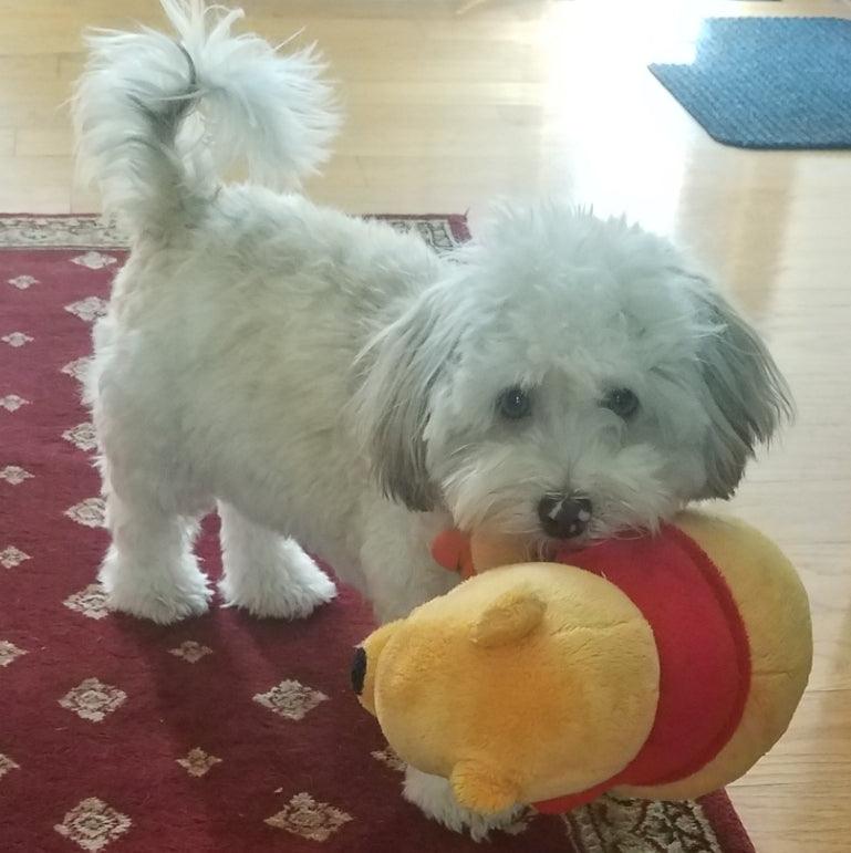 15% OFF! Winnie the Pooh Squeaky & NO Squeak Dog Toys: All Sizes